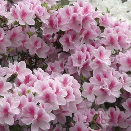 Azalea Island Dew - 1.25Ltr