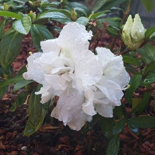 Azalea Madonna - 1.25Ltr