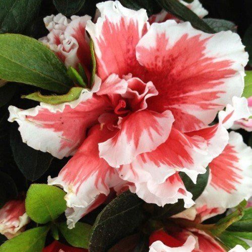 Azalea Mardi Gras - 1.25Ltr