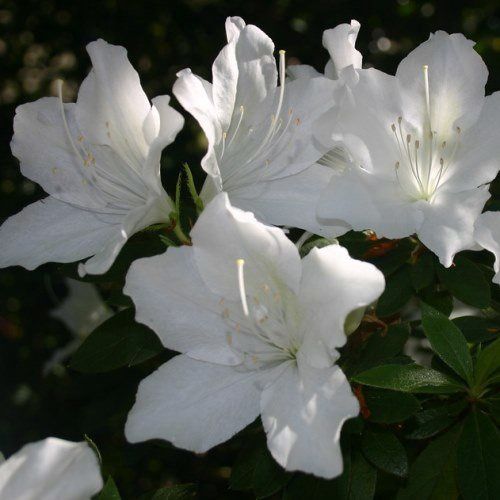 Azalea Magnifica Alba - 1.25Ltr