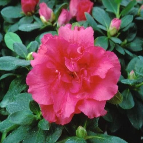 Azalea Lucy - 2.4Ltr