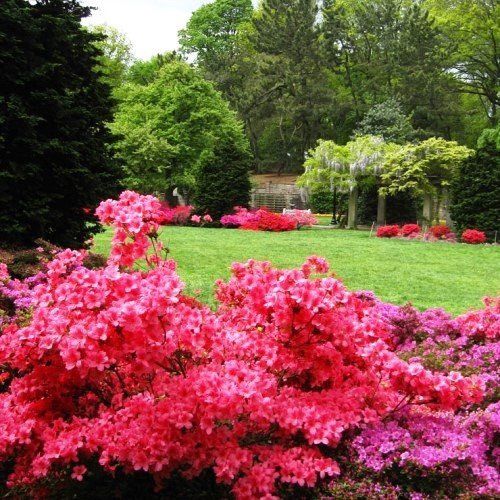 Azalea Myagino - 1.25Ltr