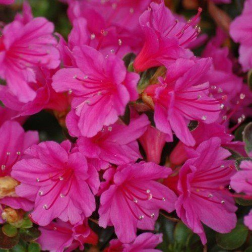 Azalea Caroline Gable - 1.25Ltr