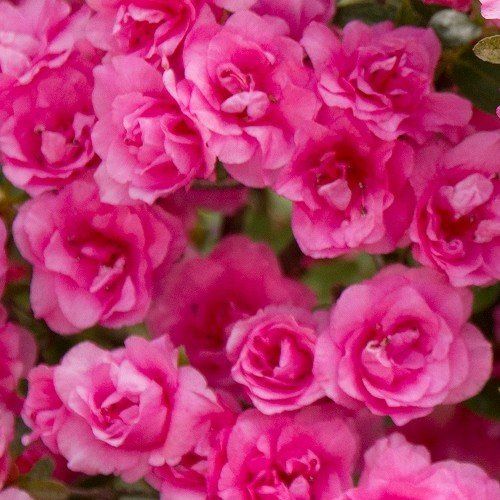 Azalea Gerhard Nicolai - 1.25Ltr