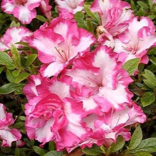 Azalea Gretel - 1.25Ltr