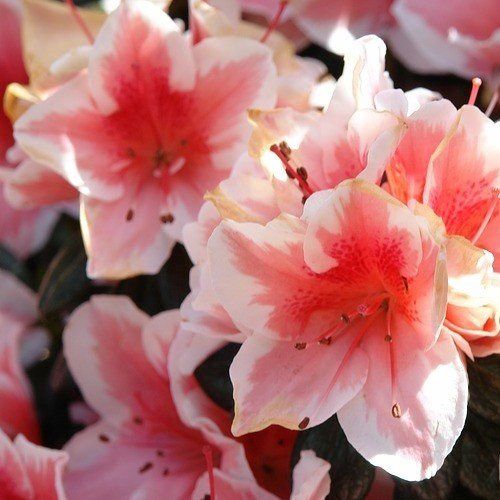 Azalea Helen Fox - 1.25Ltr