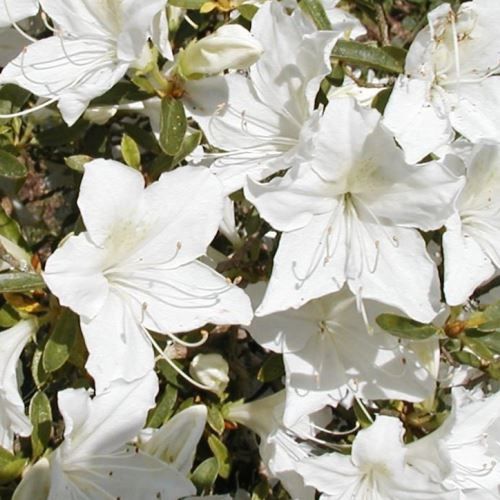 Azalea Palestrina - 1.25Ltr