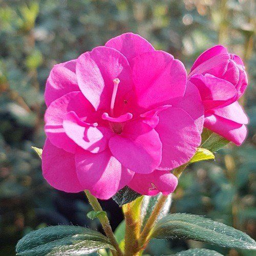 Azalea Paradise Pixie - 1.25Ltr