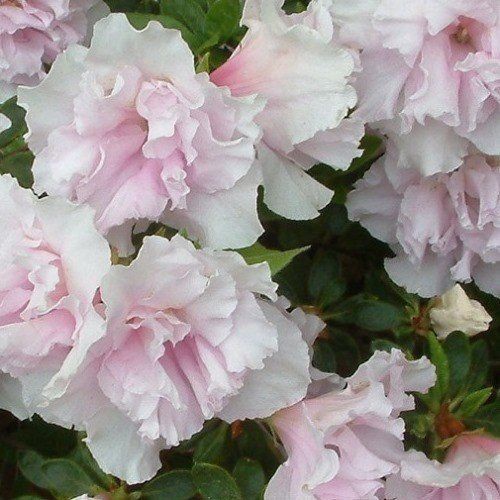 Azalea Pink Ice - 1.25Ltr
