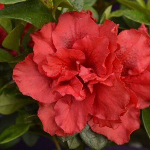 Azalea Red Light - 1.25Ltr