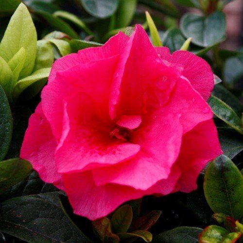 Azalea Road Runner - 1.25Ltr