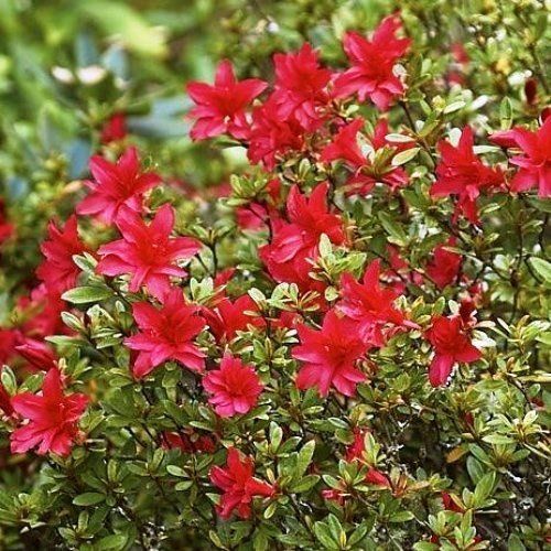 Azalea Scarlet Prince - 1.25Ltr