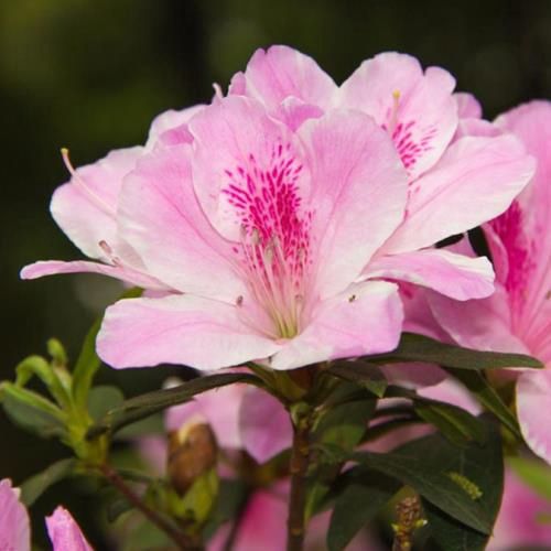 Azalea Splendens - 1.25Ltr