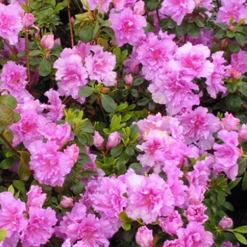 Azalea Temperance - 1.25Ltr