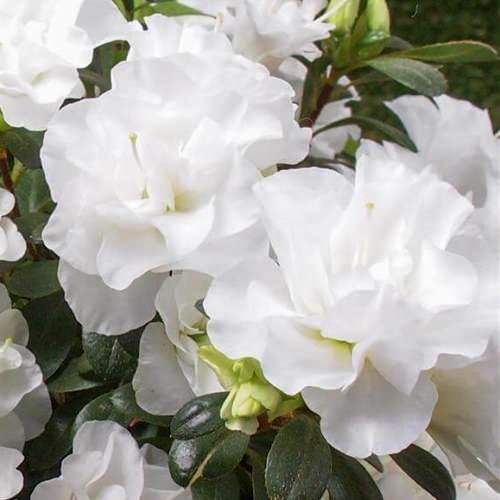 Azalea Tamihana - 1.25Ltr