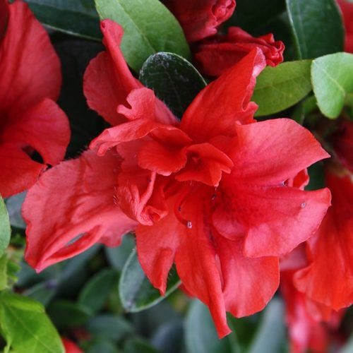 Azalea Sunburst - 1.25Ltr