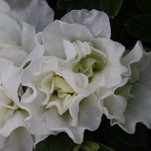 Azalea Waeles Elegance - 1.25Ltr