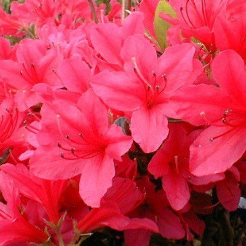 Azalea Dorothy Gish - 1.25Ltr