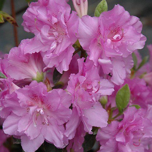 Azalea Elsie Lee - 1.25Ltr