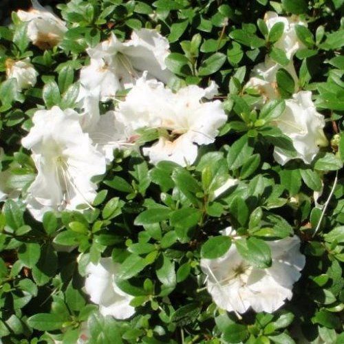 Azalea Gumpo White - 2.4Ltr