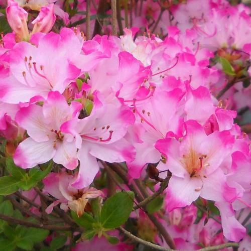 Azalea Komo Kulshan - 1.25Ltr