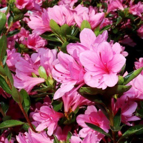 Azalea Kirin - 1.25Ltr