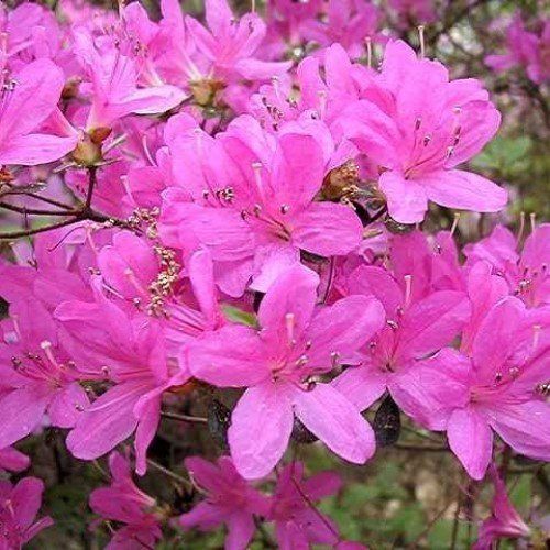 Azalea Kocho No Mai - 1.25Ltr