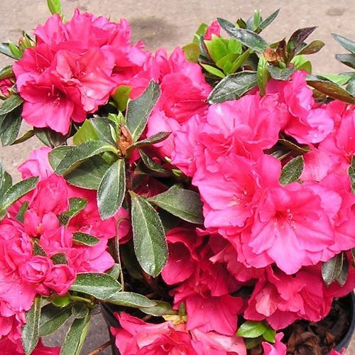 Azalea Only One Earth - 1.25Ltr