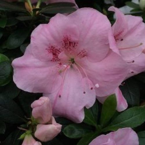 Azalea Pink Dream - 1.25Ltr