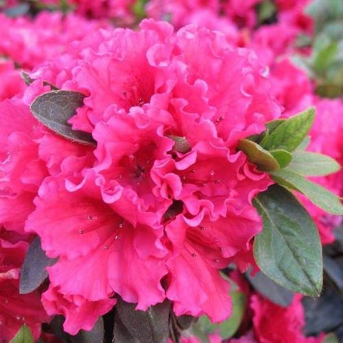 Azalea Red Wings - 1.25Ltr