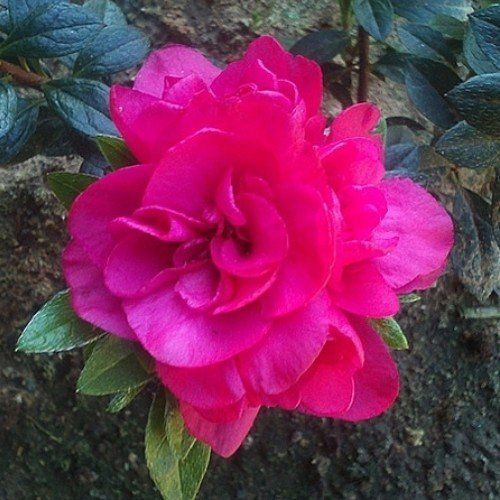 Azalea Ripples - 1.25Ltr