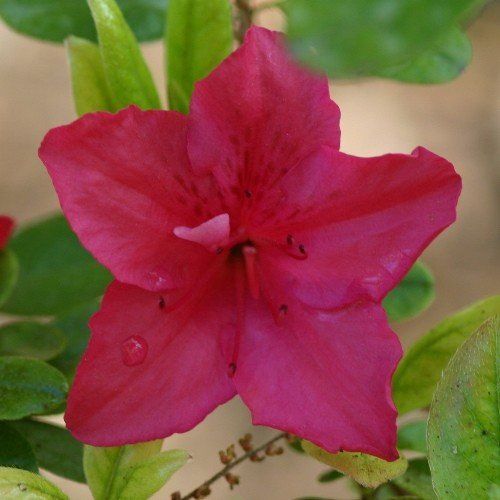 Azalea Red Glitters - 1.25Ltr