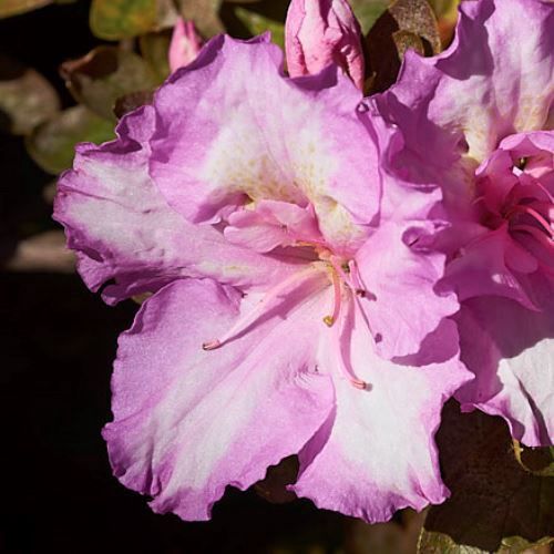 Azalea Rosa Belton - 1.25Ltr