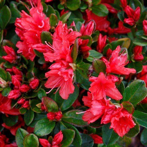 Azalea Show Girl - 1.25Ltr