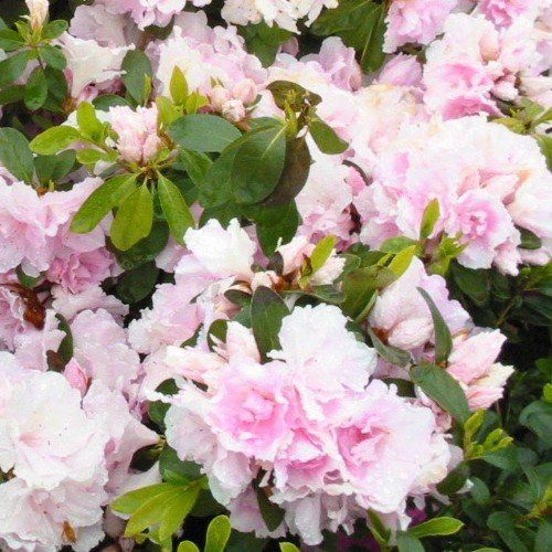 Azalea Silver Anniversary - 1.25Ltr