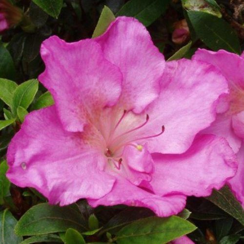 Azalea Shiko - 1.25Ltr