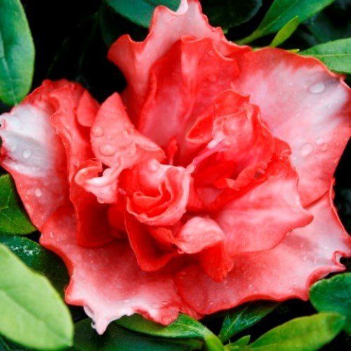 Azalea Southern Aurora - 1.25Ltr