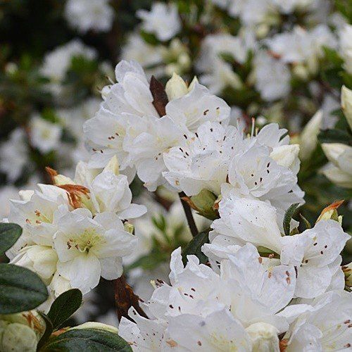 Azalea Deutsche Perle - 2.5Ltr