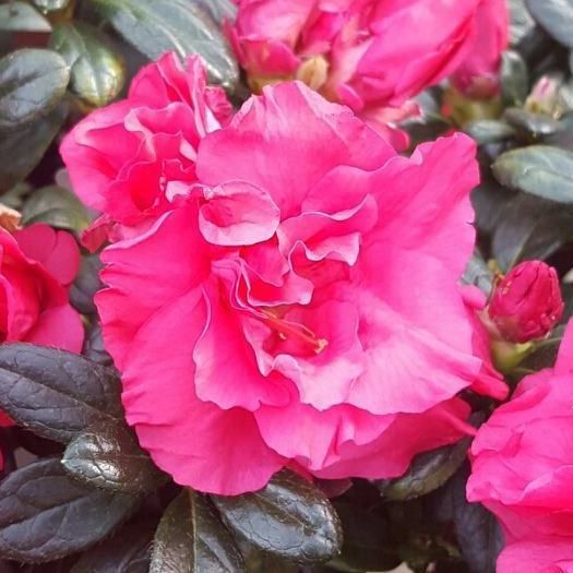 Azalea Garden Party - 1.25Ltr