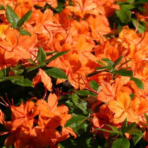 Azalea Fire Tower - 1.25ltr