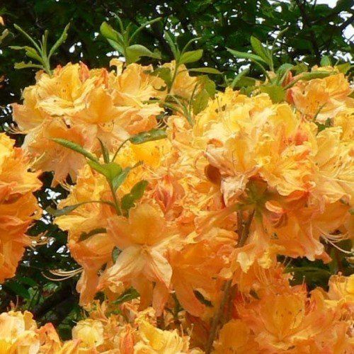 Azalea Golden Lights (dec.) - 4.7Ltr