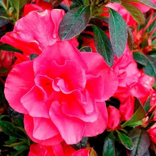Azalea Madame Alfred Sanders - 1.25Ltr