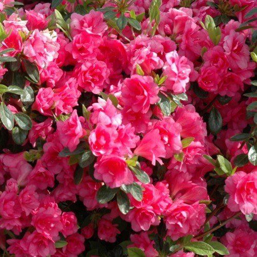Azalea Kosmos - 1.25Ltr