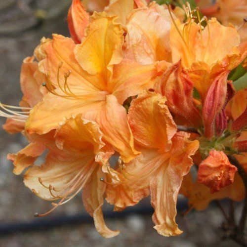 Azalea Melford Flame (dec.) - 4.7Ltr