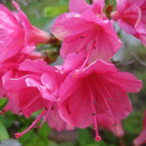 Azalea Paradise Radiance - 1.25Ltr