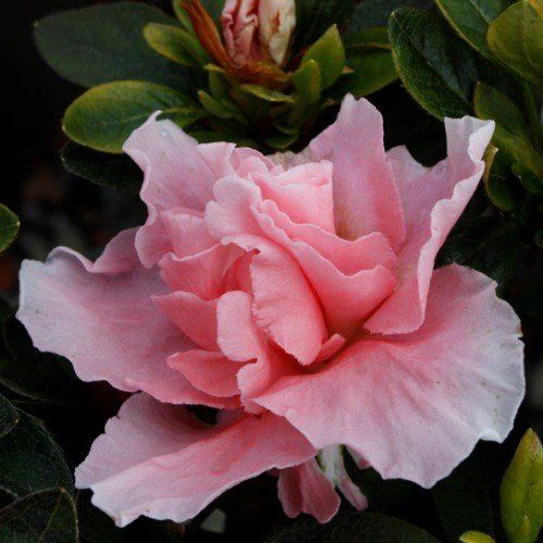 Azalea Peaches and Cream - 2.5Ltr