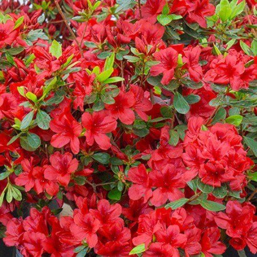 Azalea Pyrored - 1.25Ltr