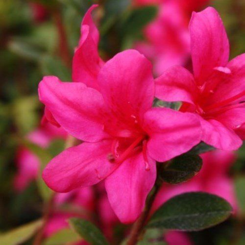 Azalea Princess Maud - 1.25Ltr