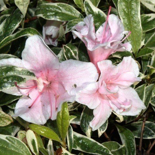 Azalea s. Variegated - 1.25Ltr