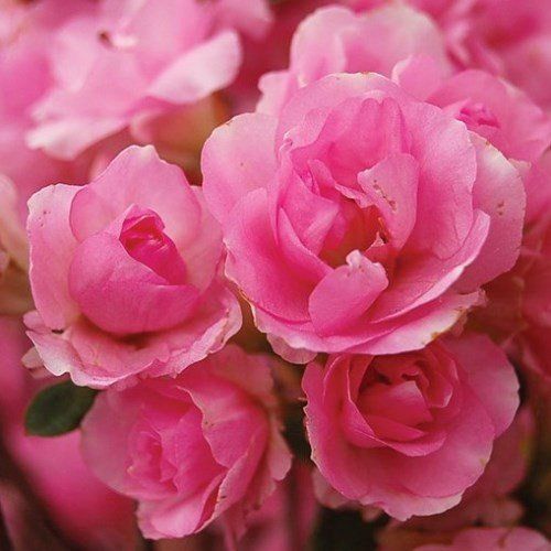 Azalea Rosebud - 1.25ltr